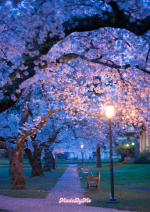 [봄 시즌한정🌸]너와함께 걷고 싶은 벚꽃길